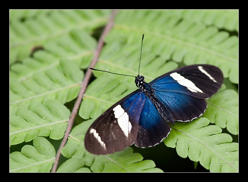 Heliconius sara