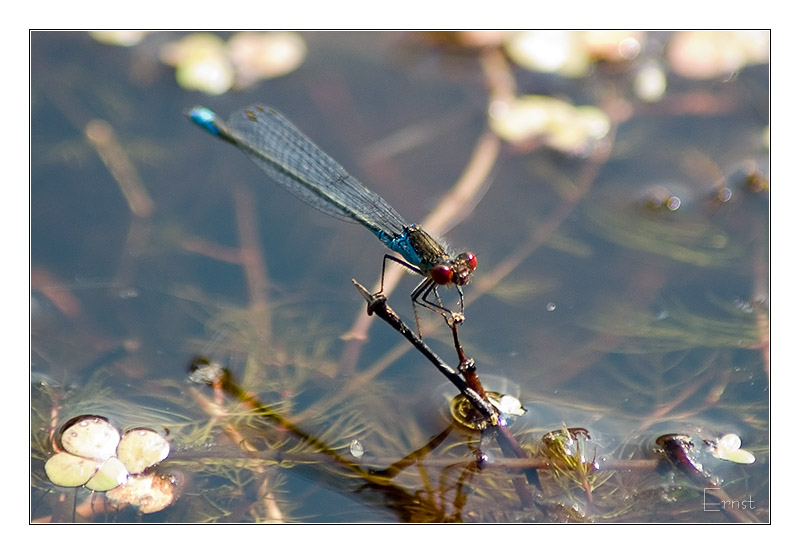 Damselfly