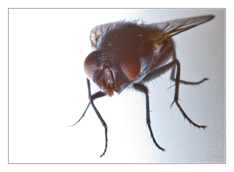 Green bottle fly