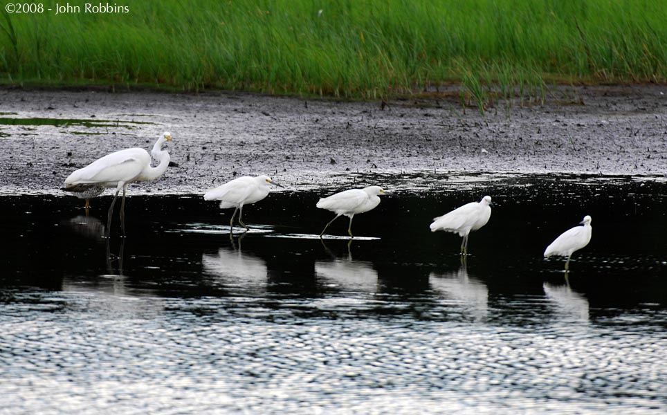 Egret Parade