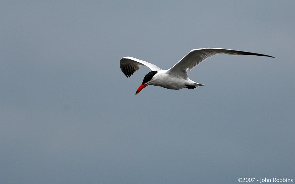 Caspian Tern