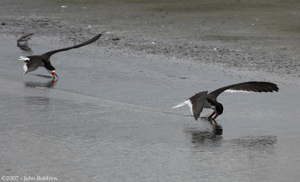 Black Skimmers