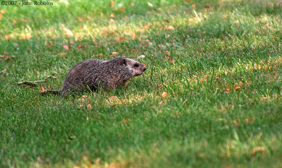 Eastern Gopher