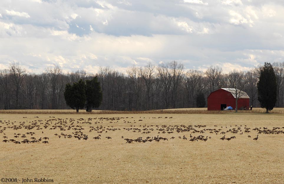 Geese Field