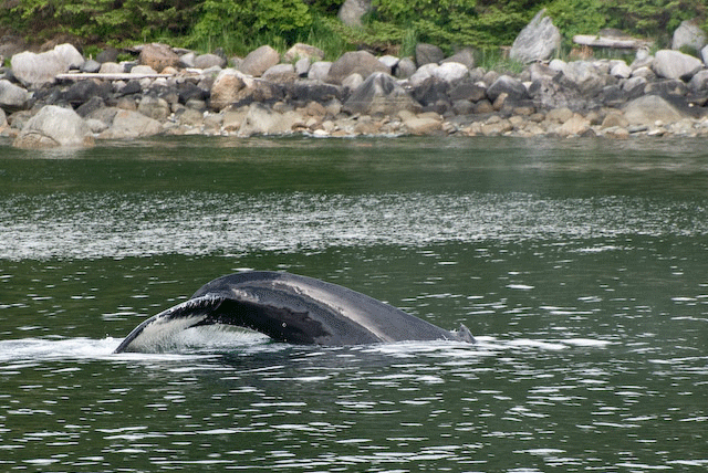 Humpback Flukes