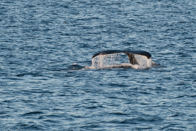 Humpback Flukes