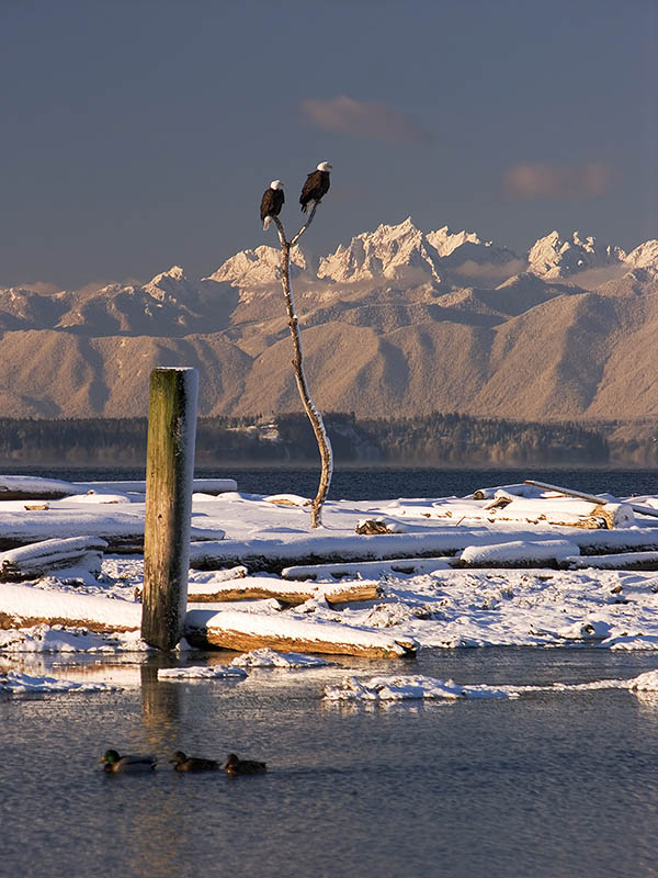 Snow Birds