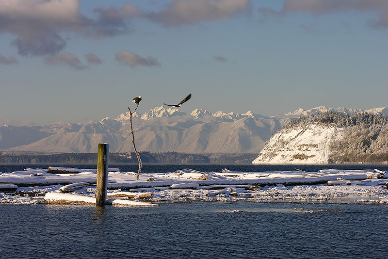 Snow Birds 3