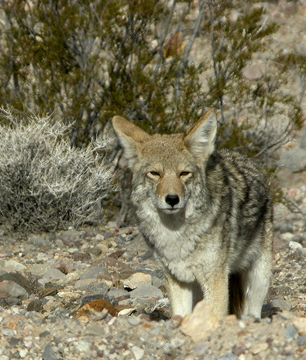 Coyote in Wolfs Clothing
