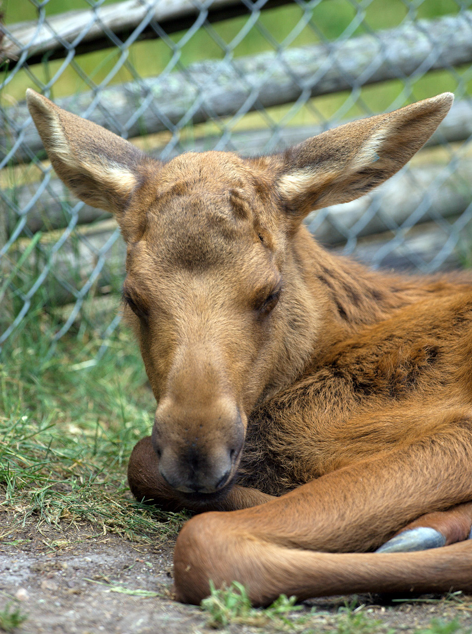 Elk Calf