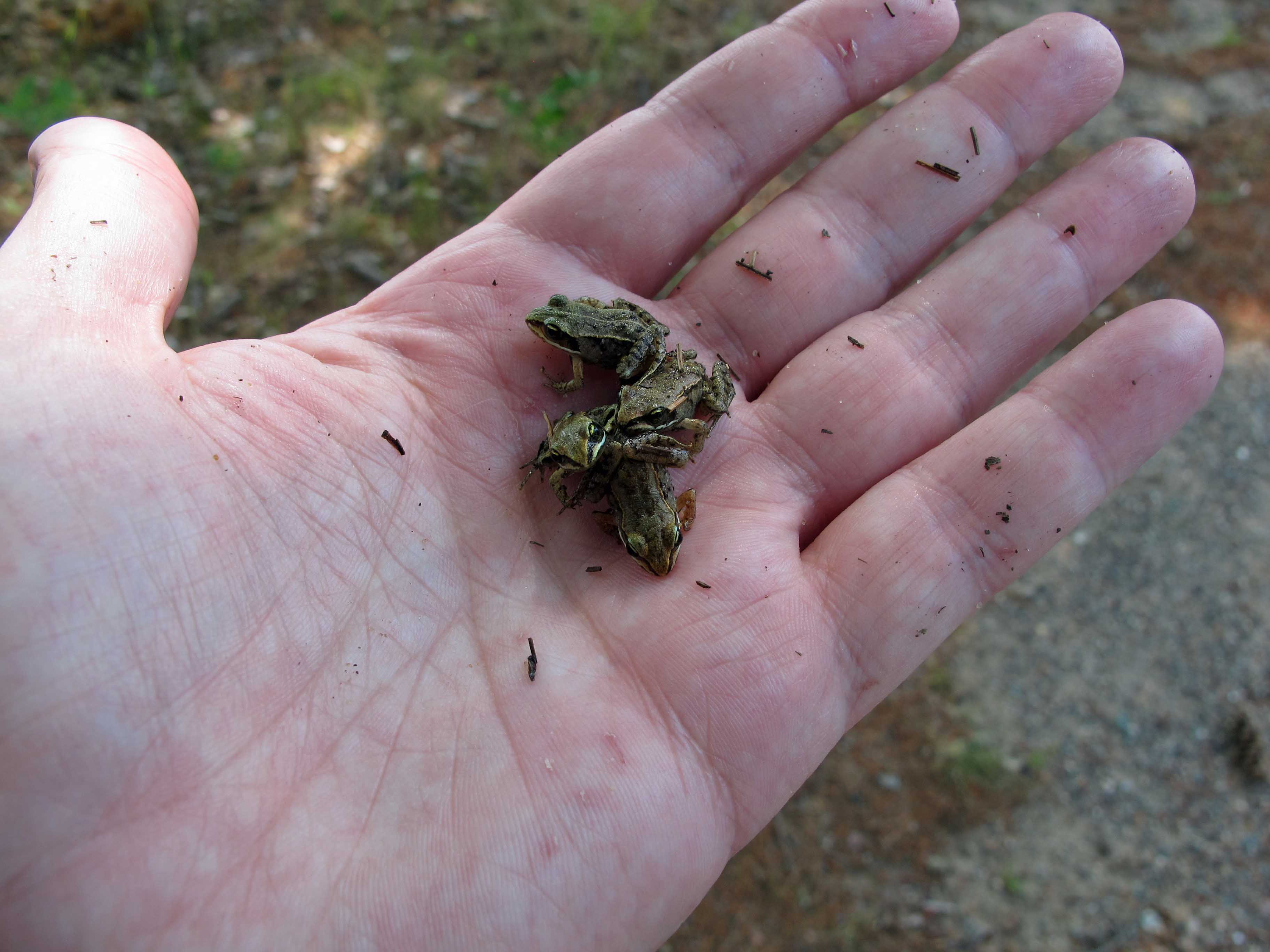 Four young frogs