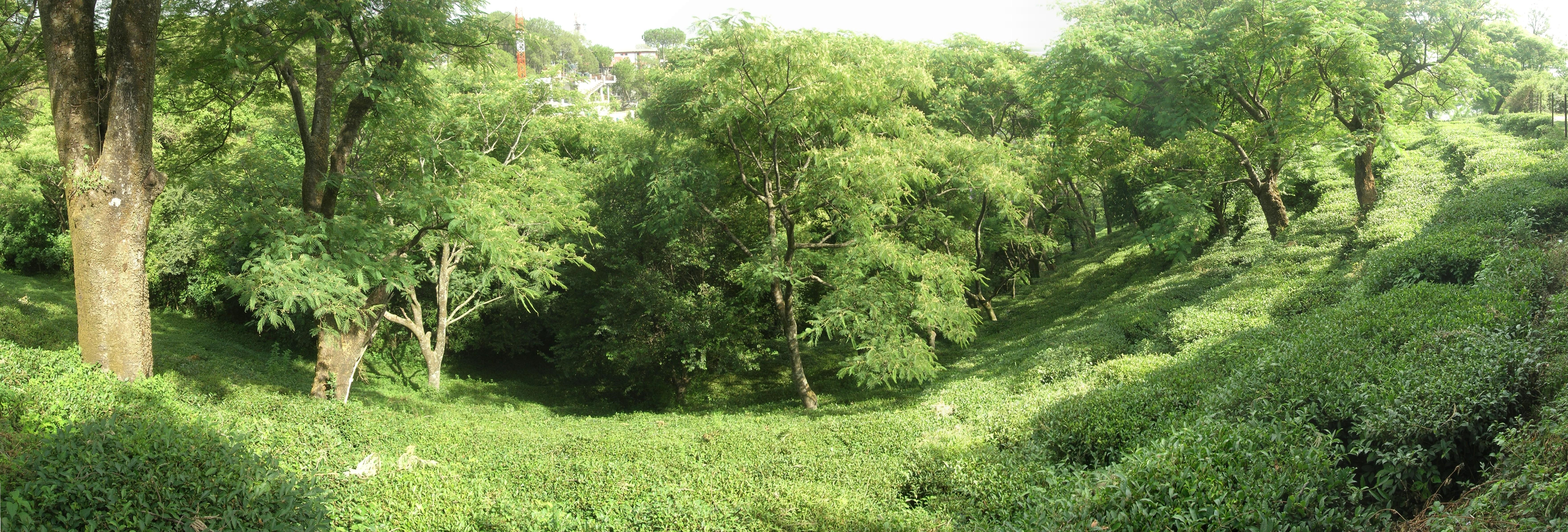 Panoramic view of a portion of a tea estate