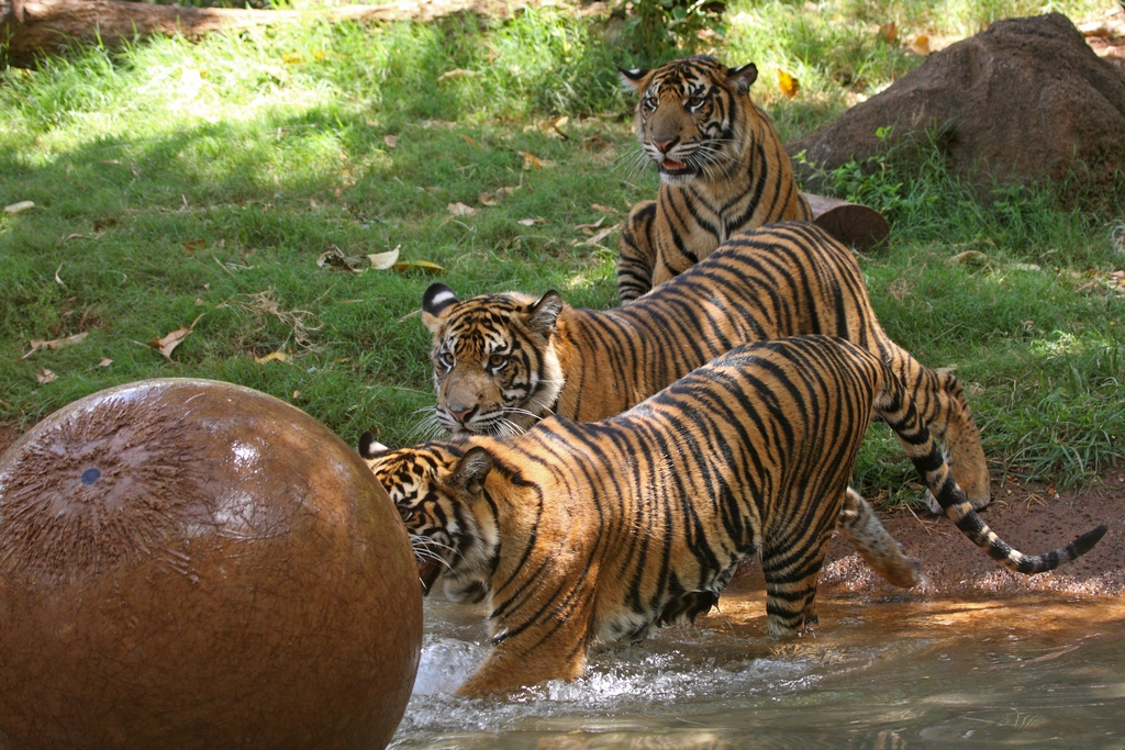 Tondi, Malosi And Keahi (front to back)