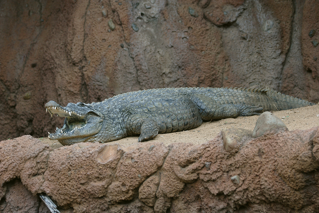 Nile Crocodile