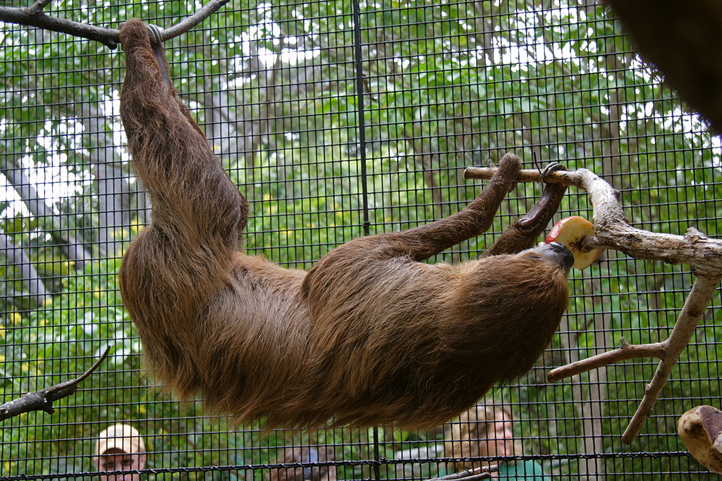 Two Toed Sloth