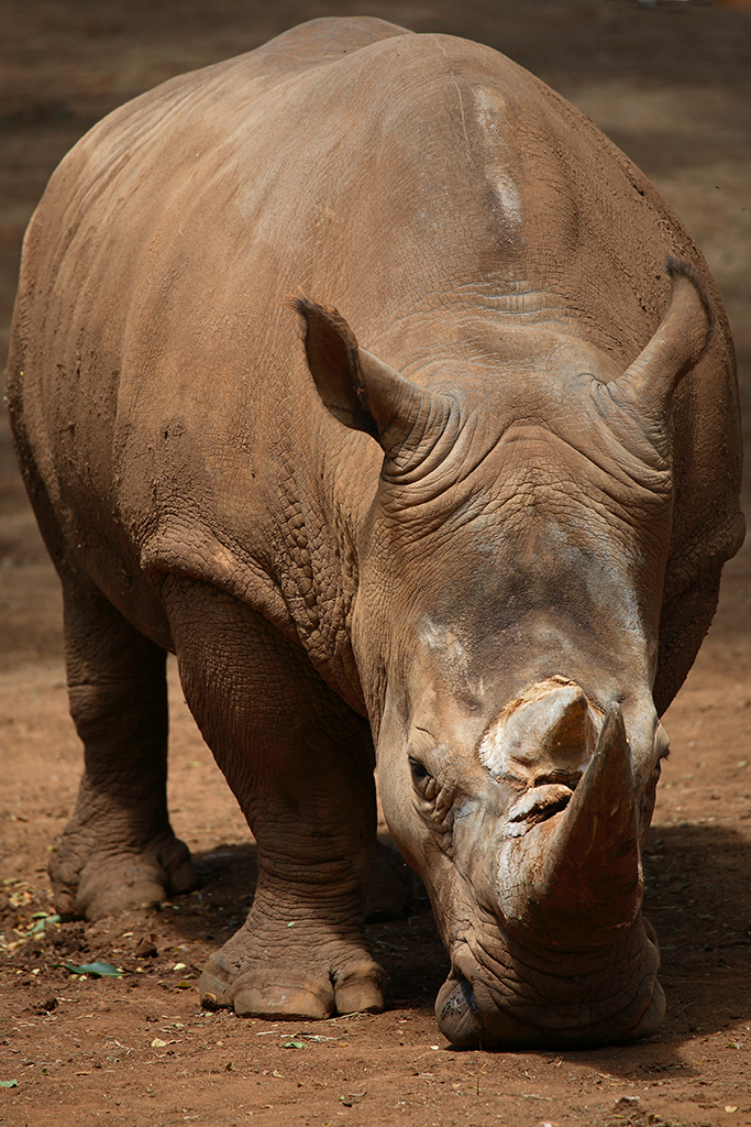 Kruger