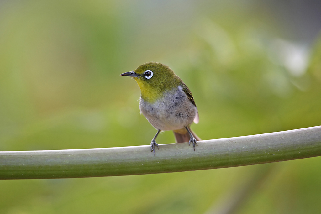 Japanese White eye (Mejito)