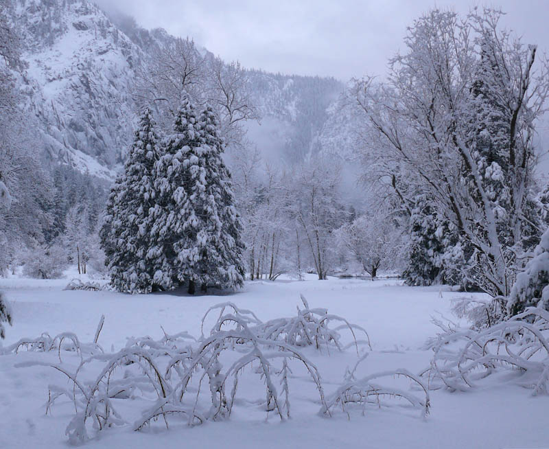 Snowy meadow