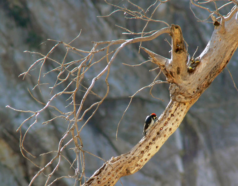 Acorn Woodpecker busy stocking up for winter