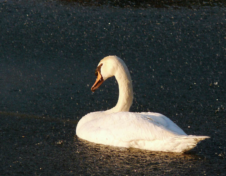 Evening shower