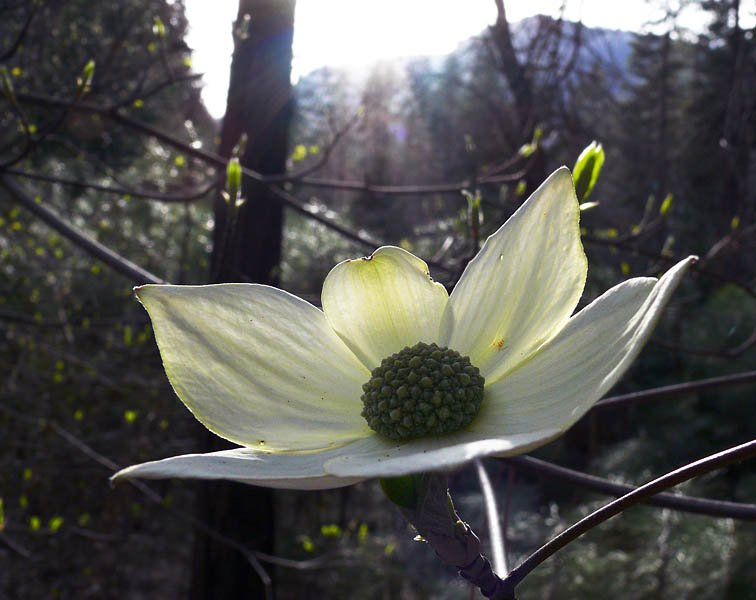 Dogwoods in bloom early
