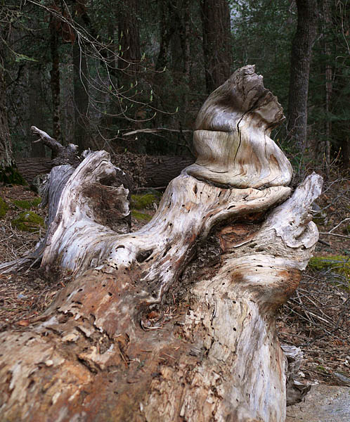 Old tree
