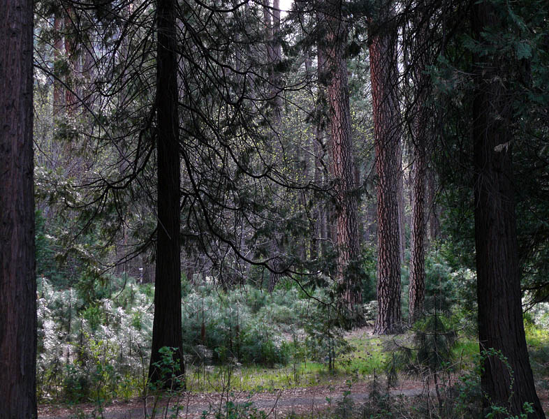 Trees