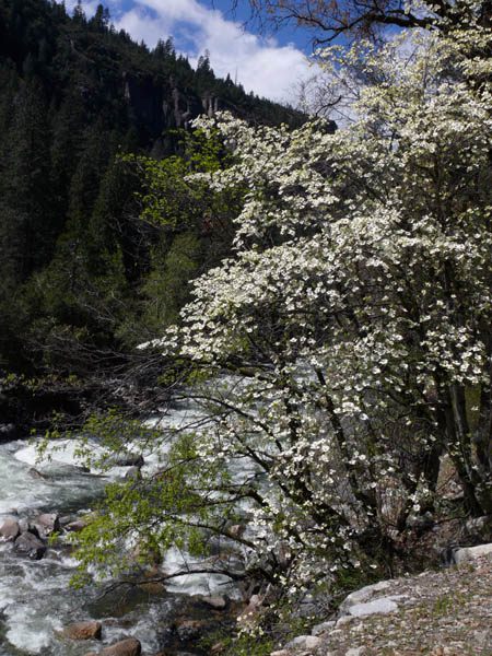 The dogwoods are in bloom!