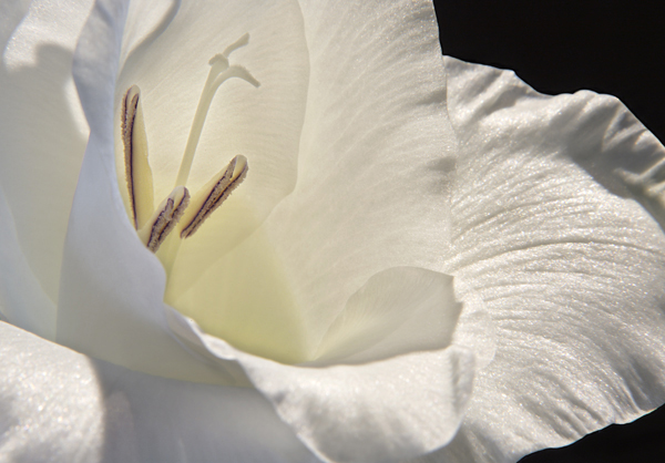 Gladiola