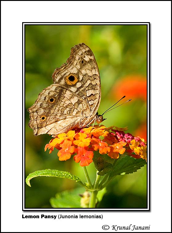 Lemon Pansy Junonia lemonias.jpg