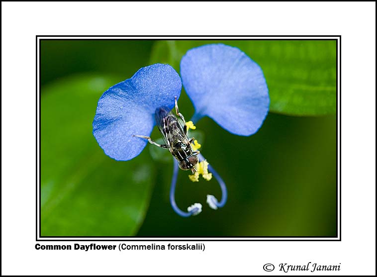 Common Dayflower Commelina forsskalii 4045.jpg