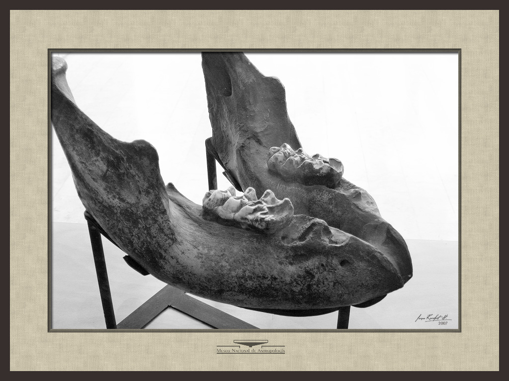 Mammoth Jaw