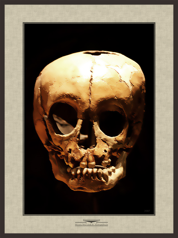 Neanderthal Child Skull