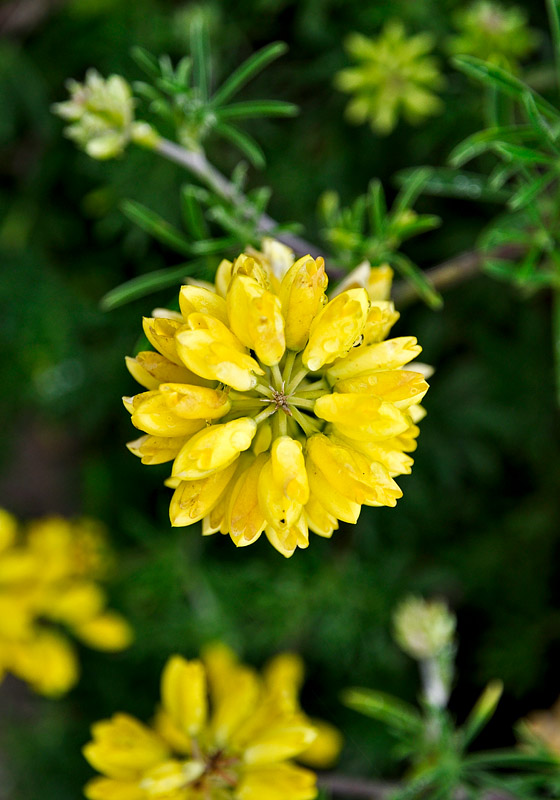Yellow Lupine