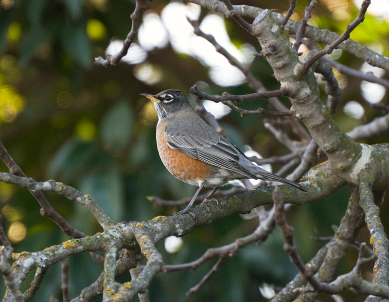 American Robin