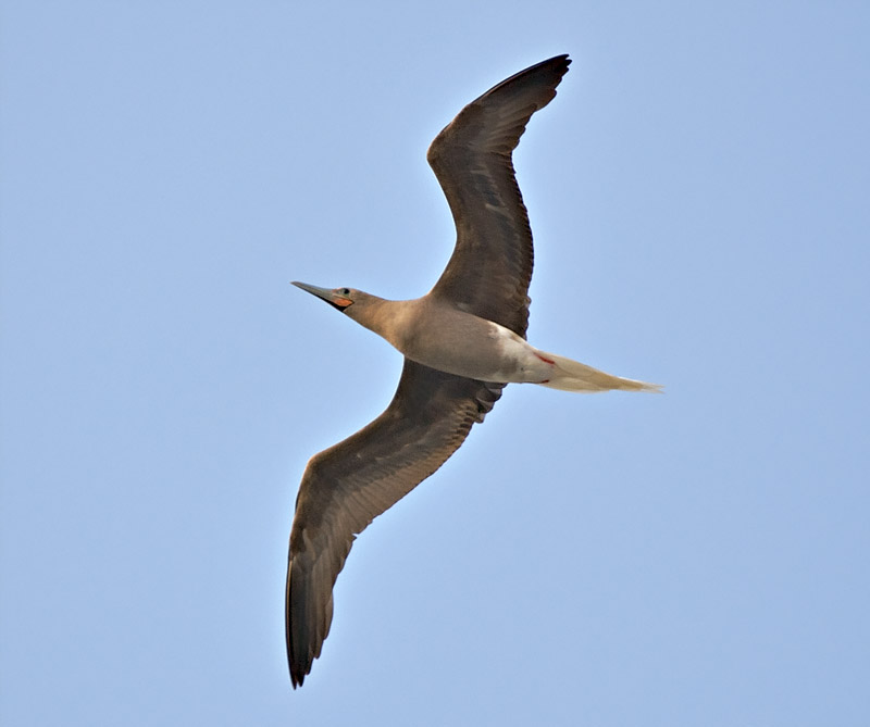 Red Footed Booby