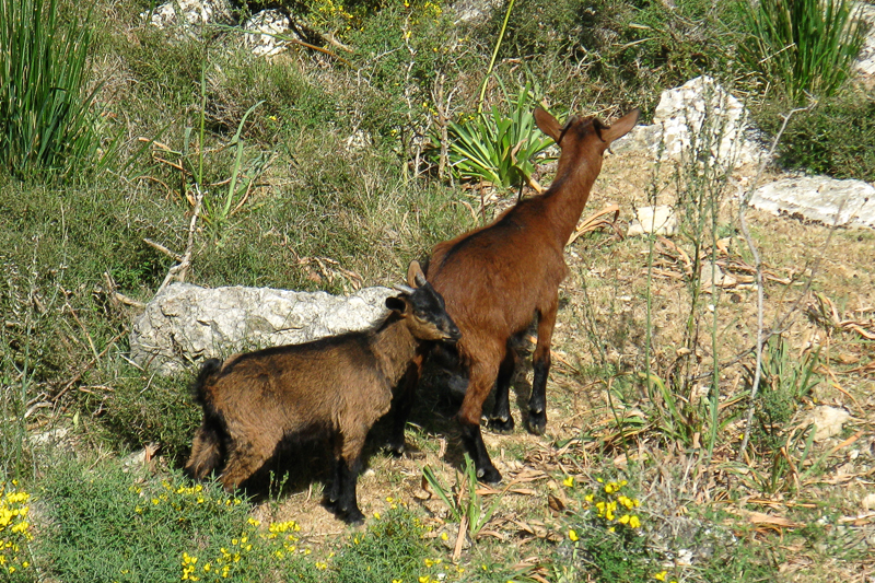 Wild Goats