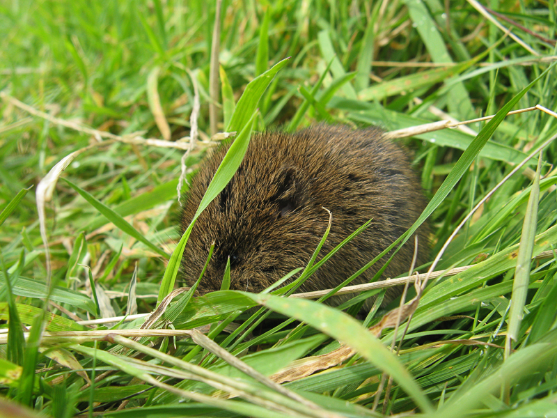 Field Vole