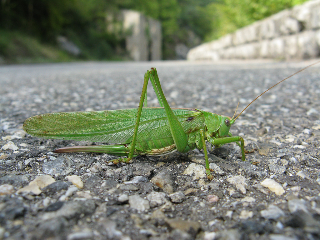 Sospel - Great Green Bush-cricket (Tettigonia viridissima)