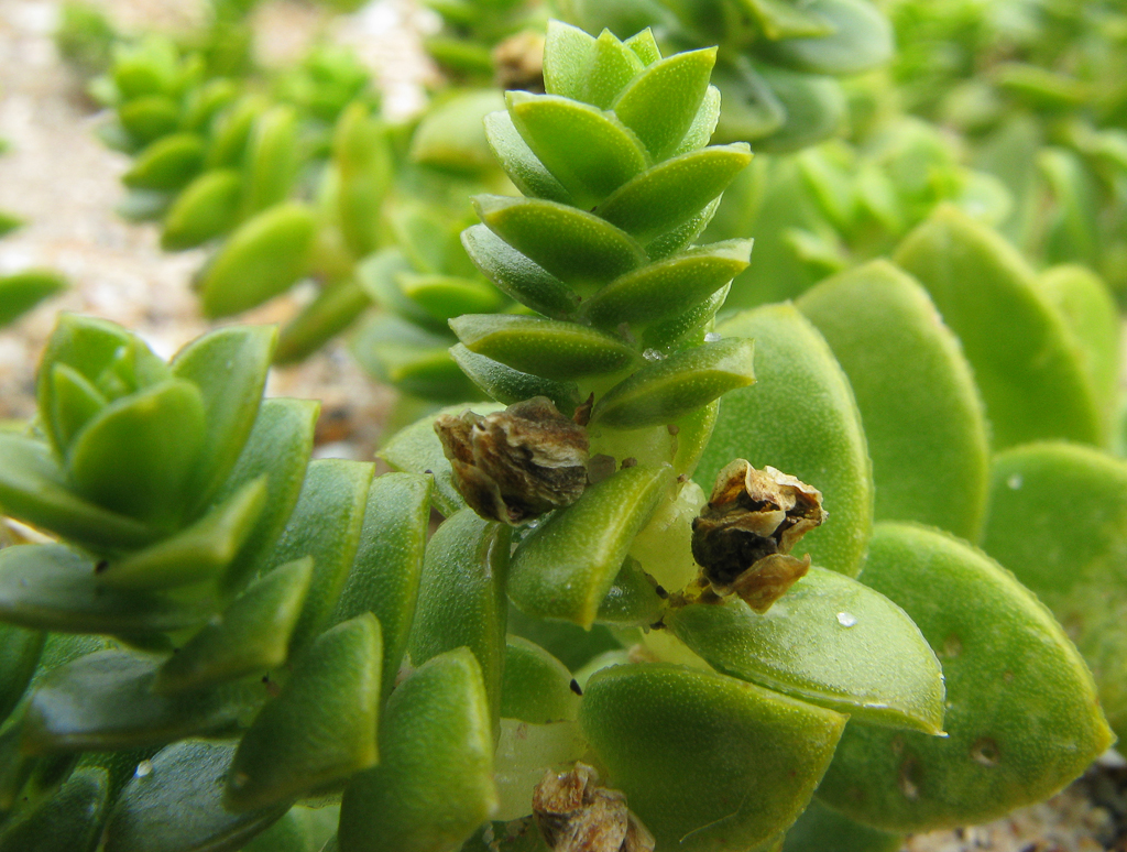 Sea Sandwort