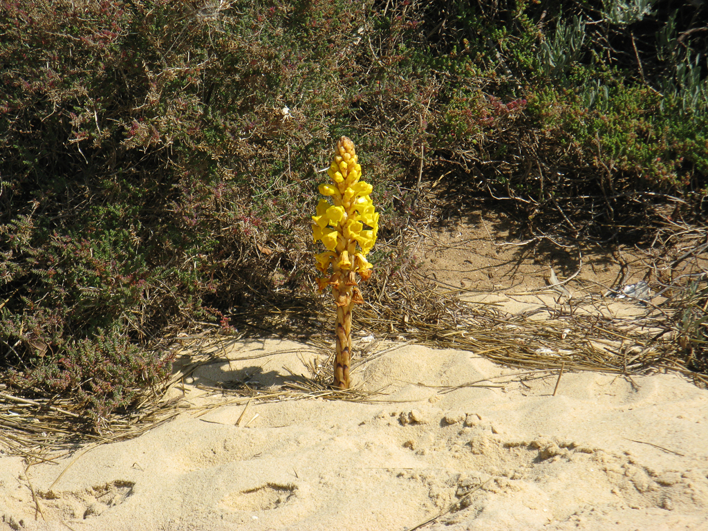 Cistanche phelypaea