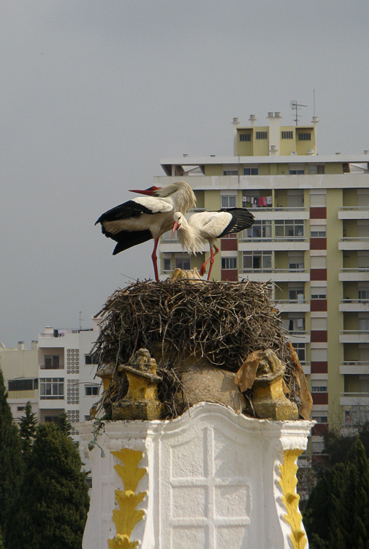 White Storks
