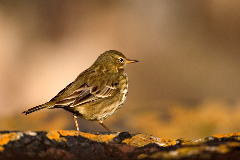 Rock Pipit
