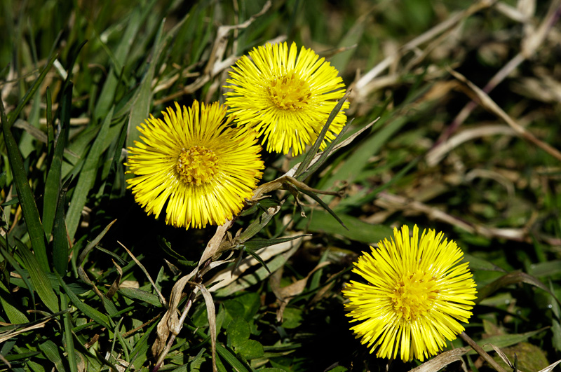 Coltsfoot