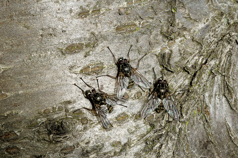 Flies
