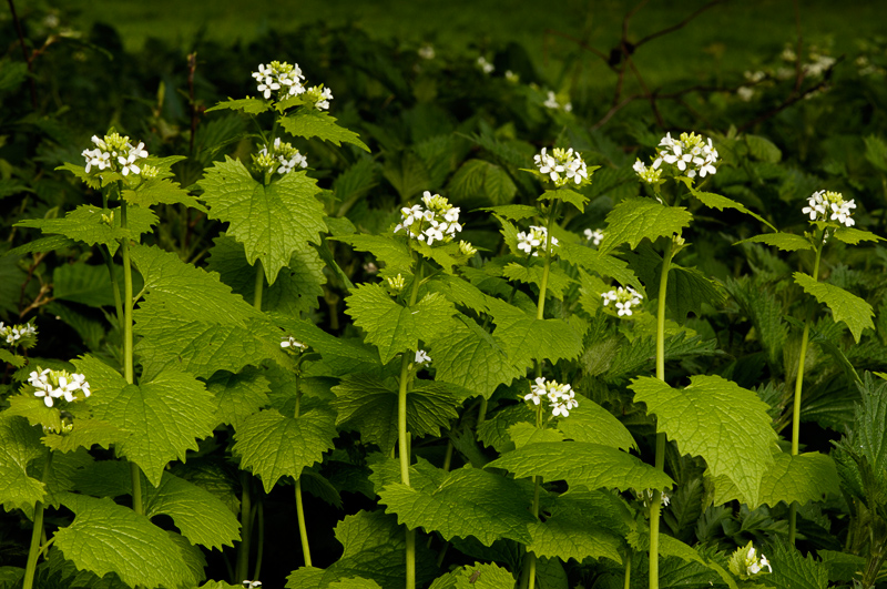 Garlic Mustard