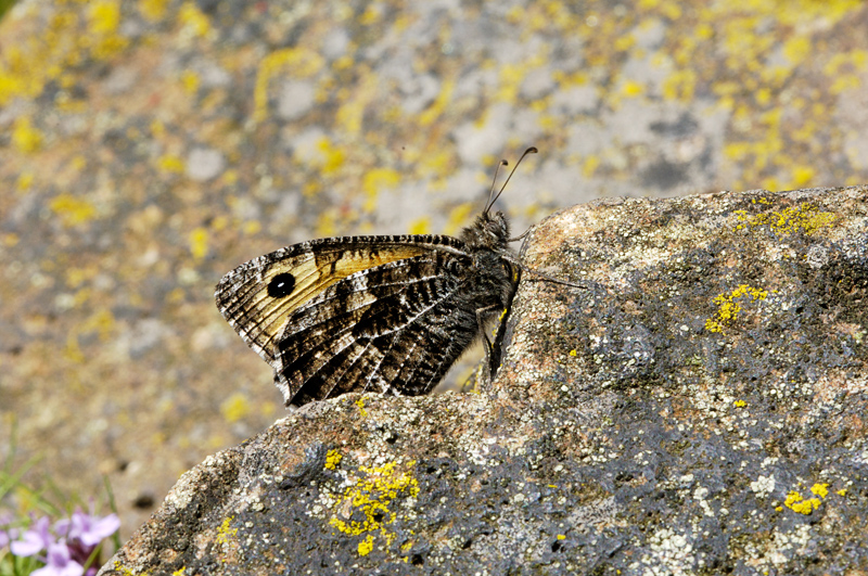 Grayling