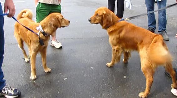 BLUE BUMPED INTO A SISTER OF HIS FROM ANOTHER LITTER.