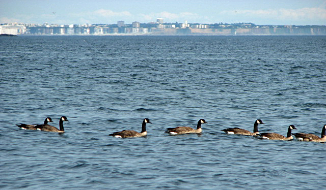 CANADIAN GEESE WITH MIRAGE OF THE CITY