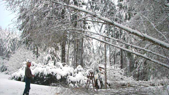 fallen trees on already dead lines